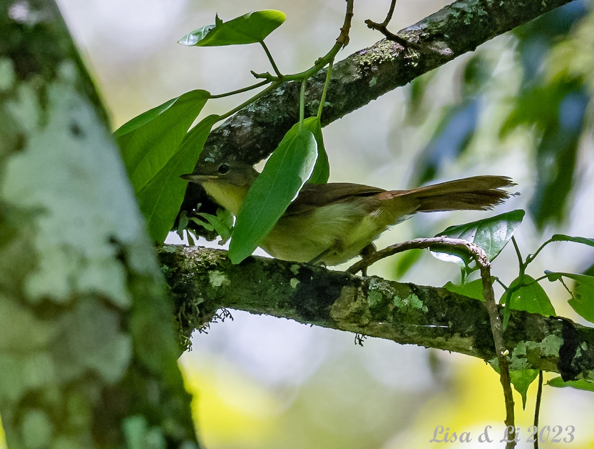 Bulbul de Cabanis (groupe cabanisi) - ML573584841