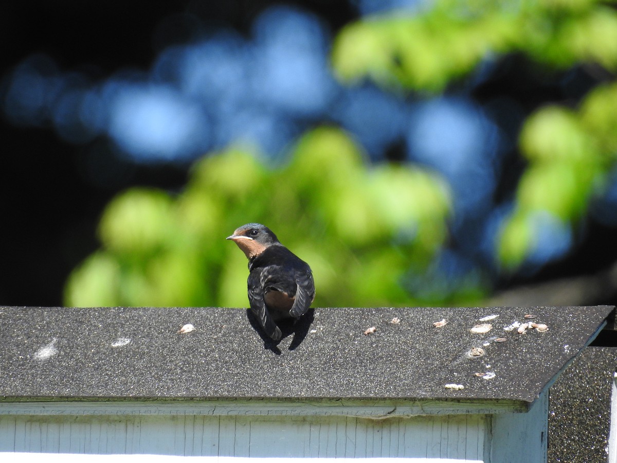 Barn Swallow - ML57358501