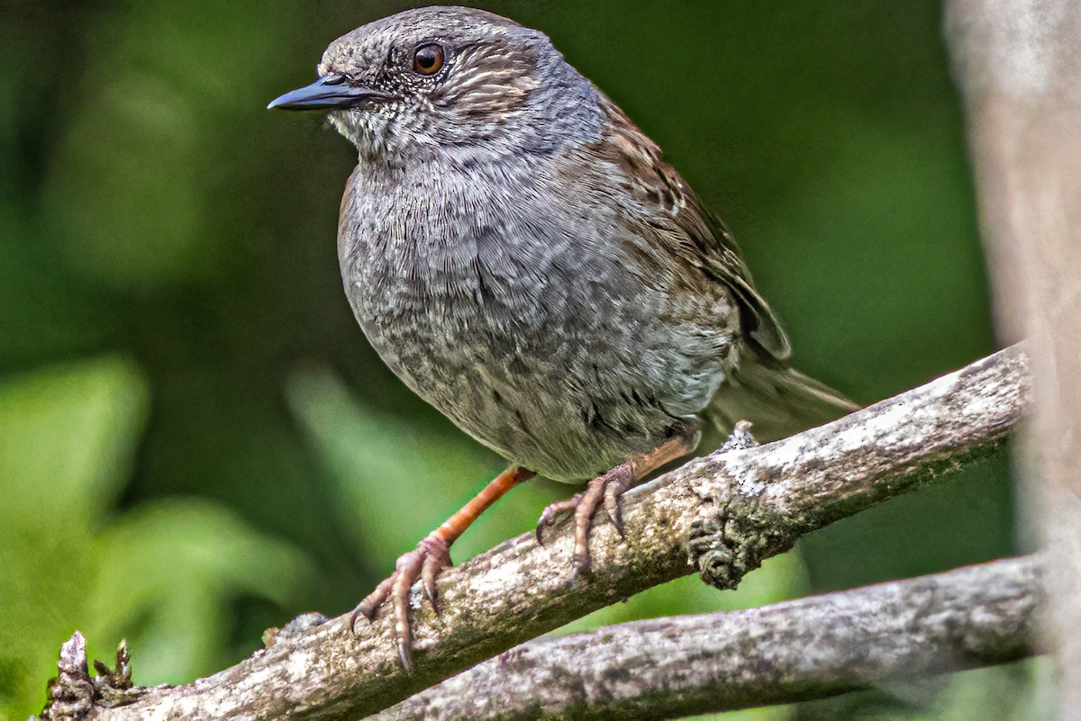 Dunnock - Ralf Weinand