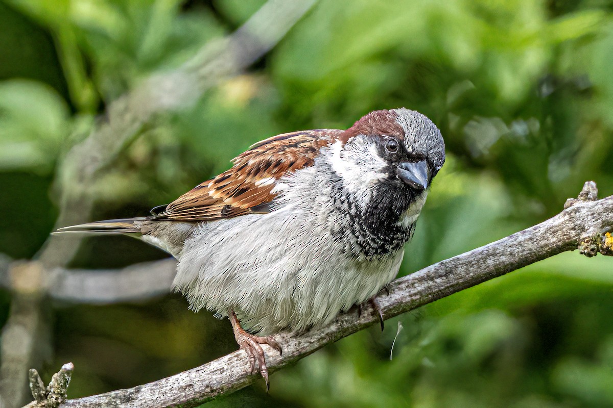 Moineau domestique - ML573585581