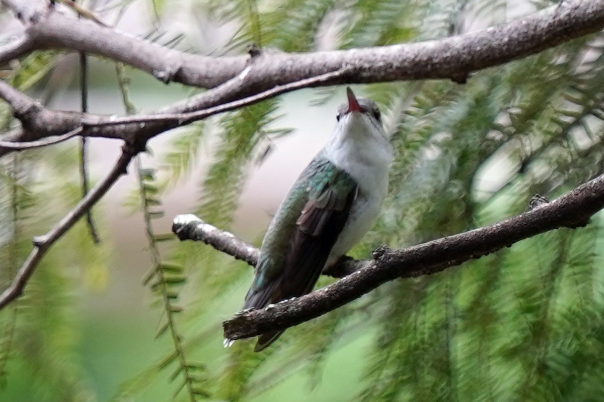 White-bellied Hummingbird - ML573586121