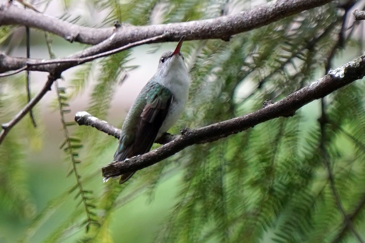 White-bellied Hummingbird - ML573586141