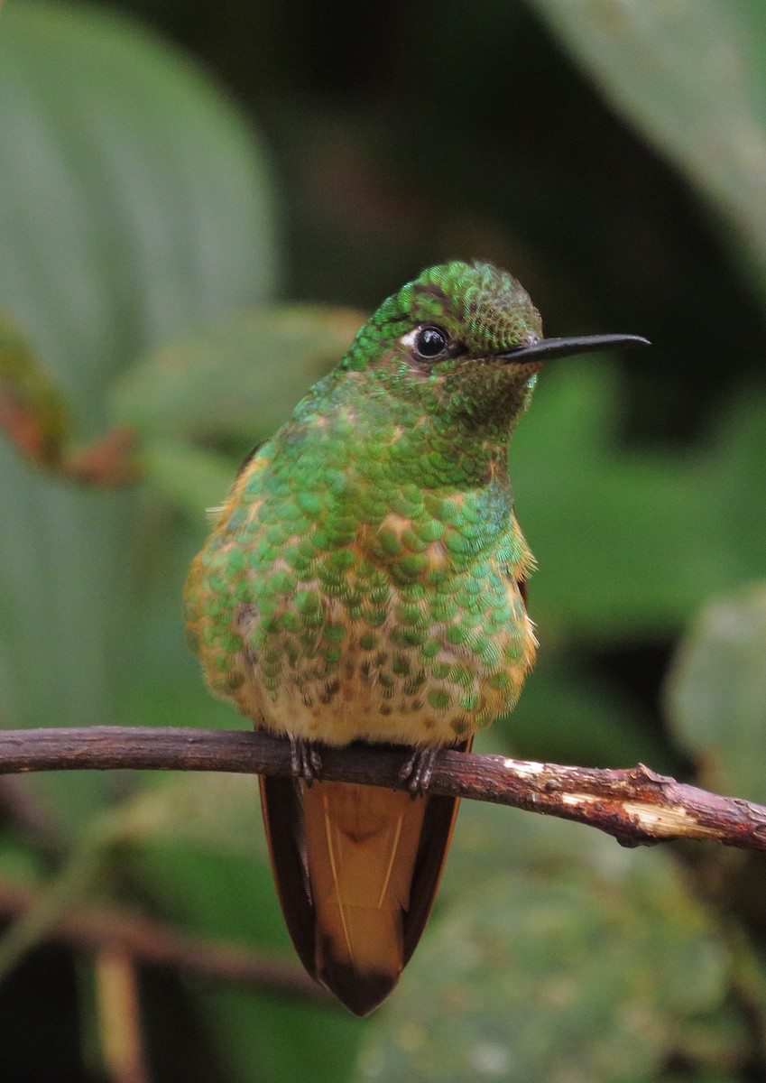 Buff-tailed Coronet - ML573586611