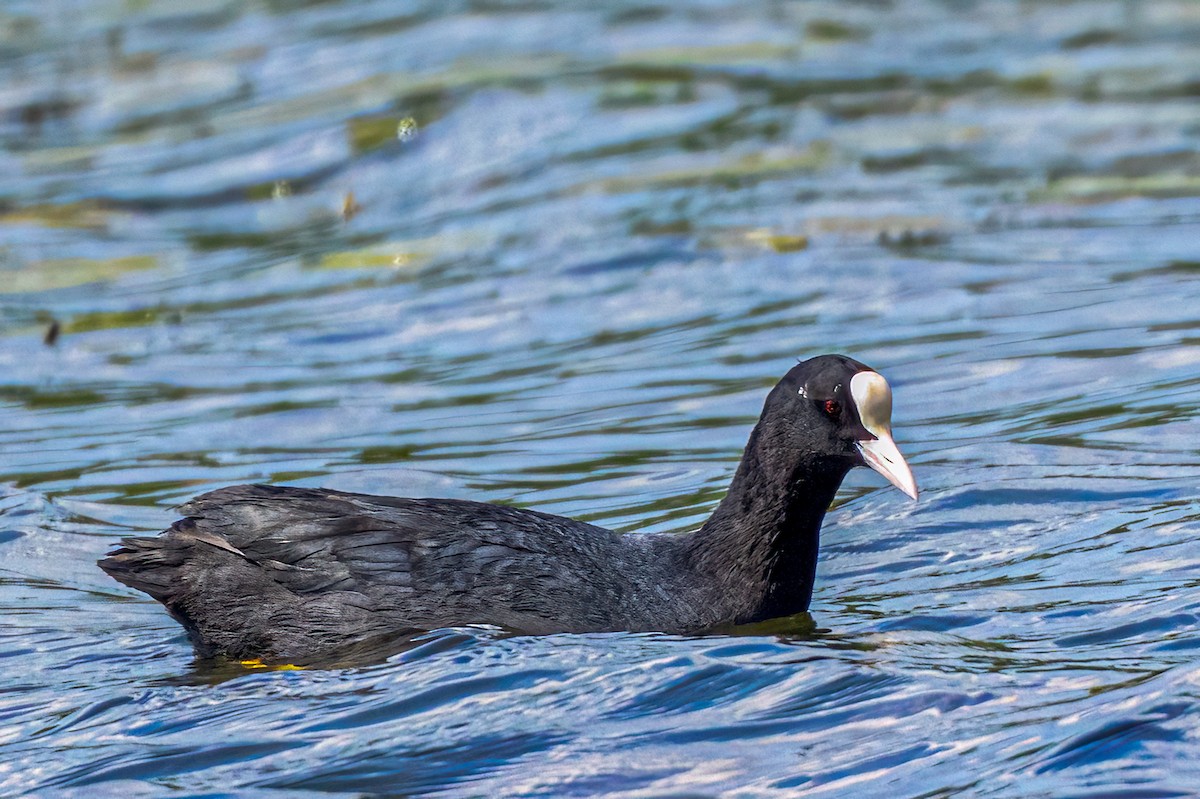Eurasian Coot - ML573587261