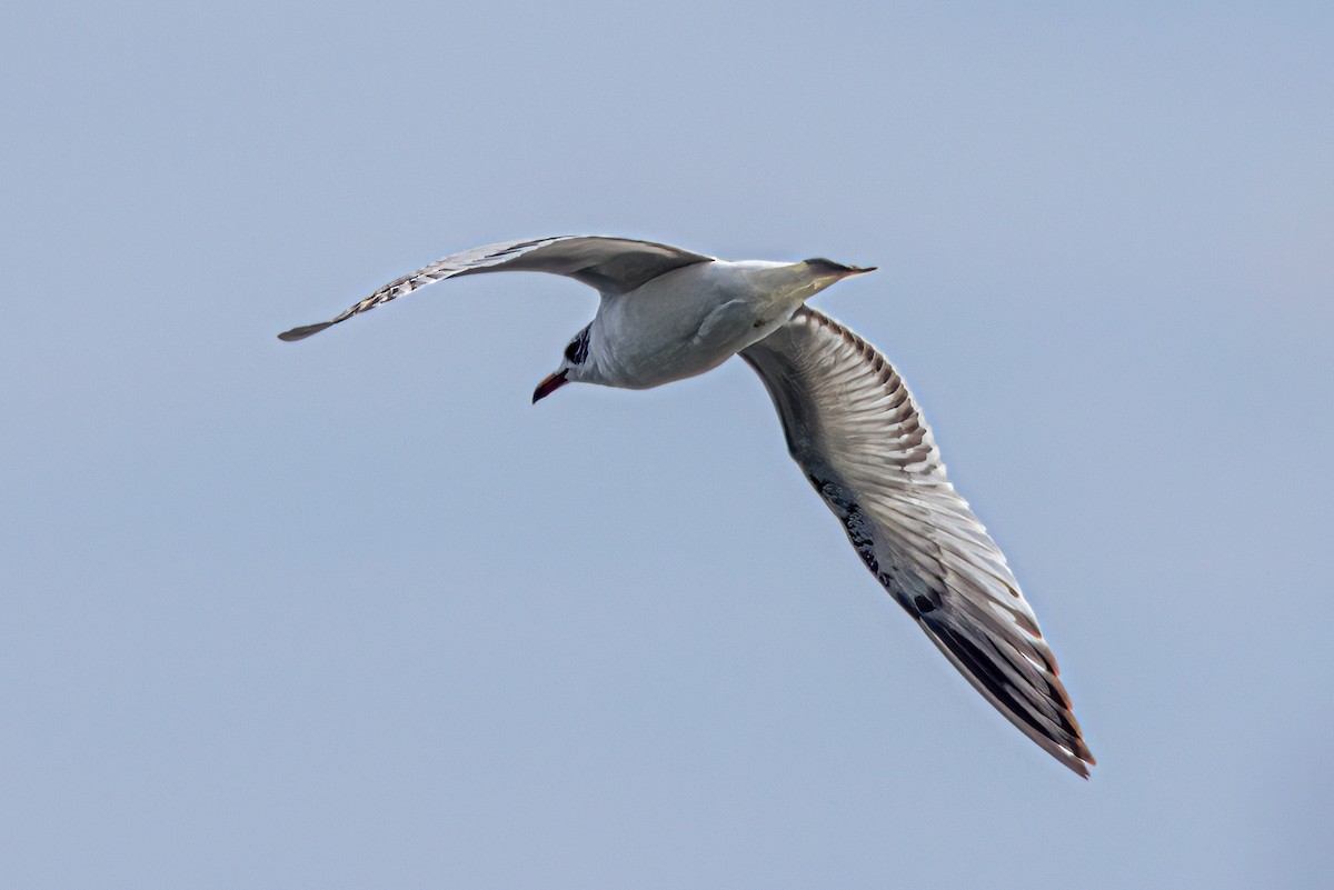 Mediterranean Gull - ML573587291