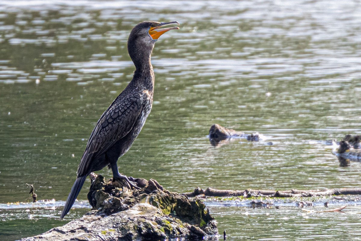 Great Cormorant - ML573587381