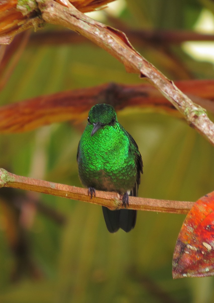 Steely-vented Hummingbird - Johnatan Alvarez Cardona