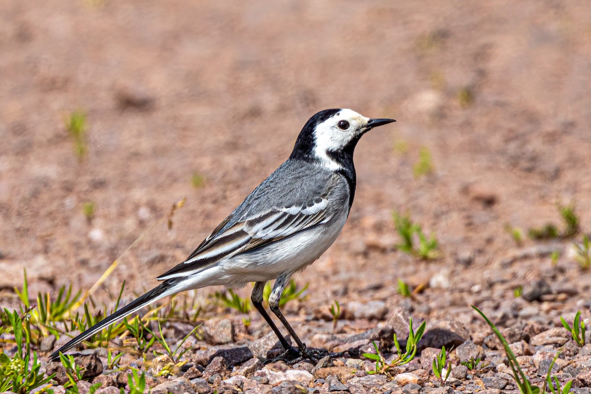 White Wagtail - ML573587471