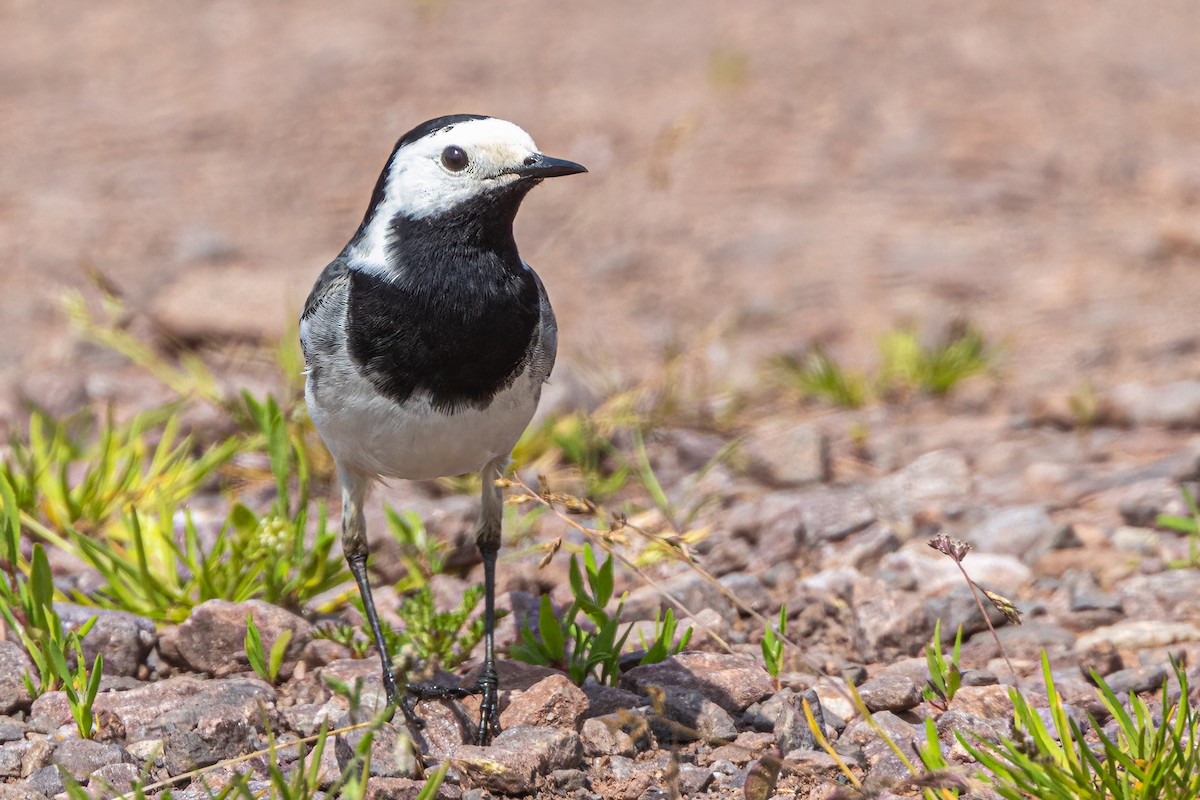 White Wagtail - ML573587481