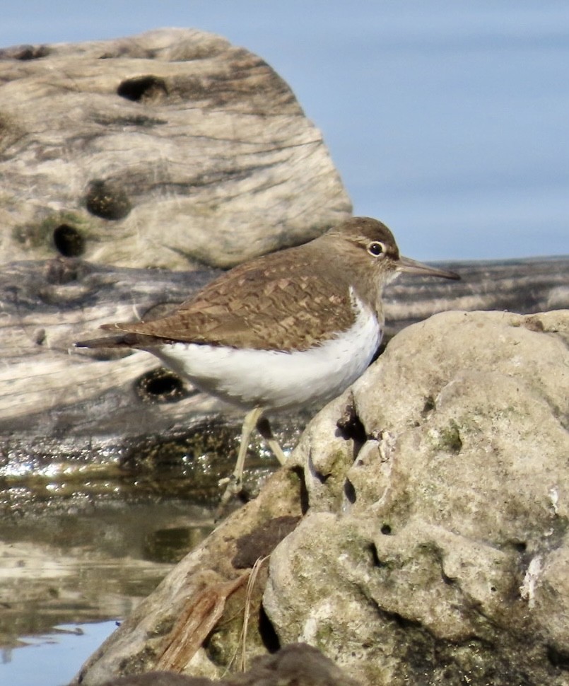 Common Sandpiper - ML573587641