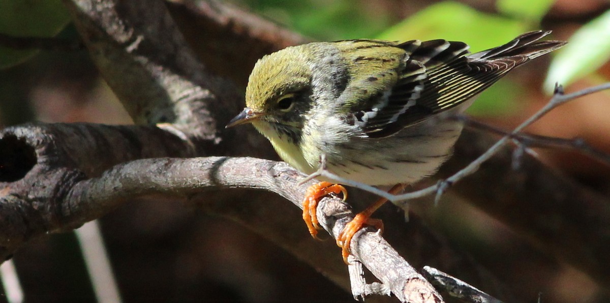 Blackpoll Warbler - Gary Leavens