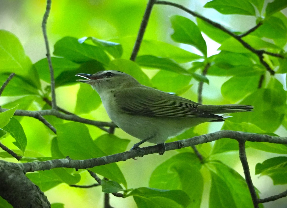 Kızıl Gözlü Vireo - ML573588331