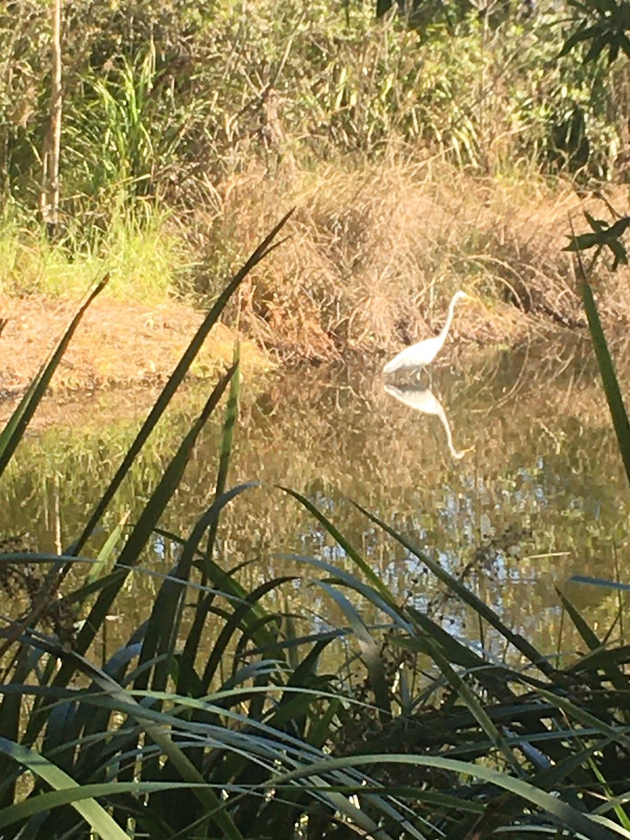 Great Egret - ML573588401