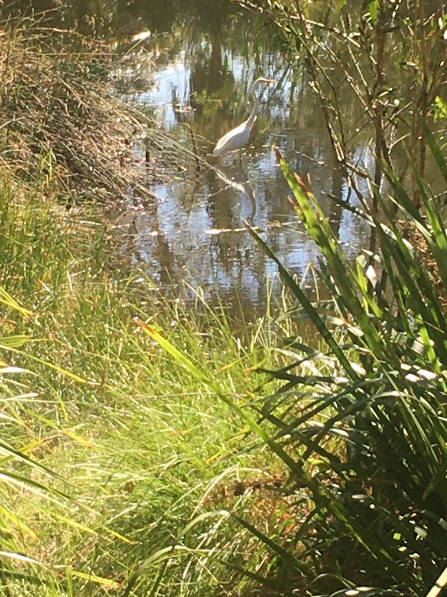 Great Egret - ML573588841