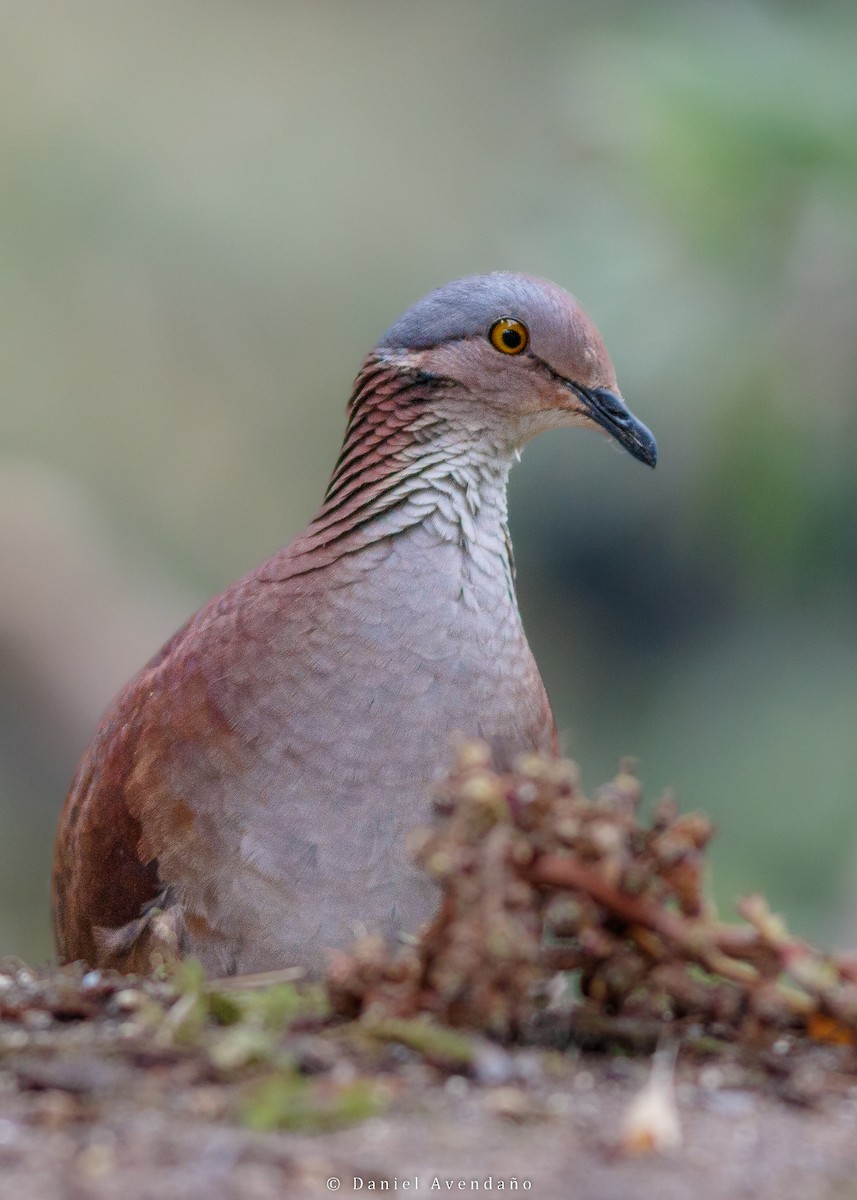 White-throated Quail-Dove - ML573588911