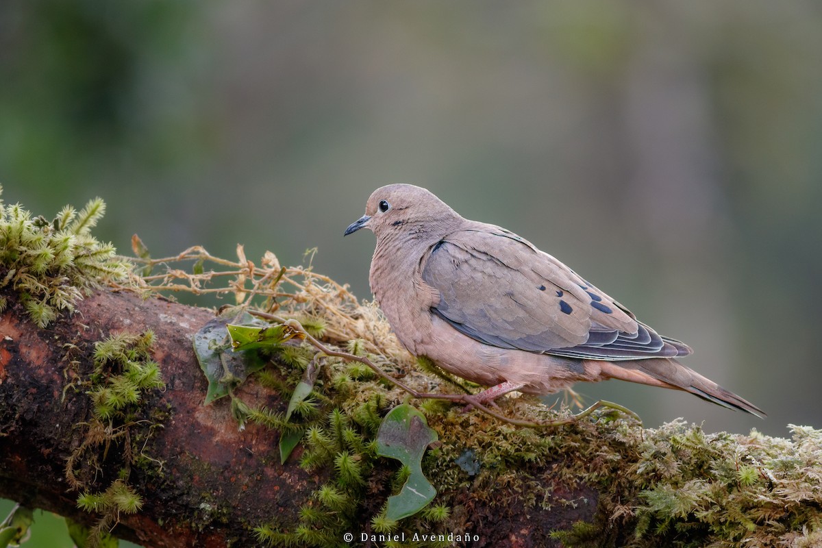 Eared Dove - ML573588961