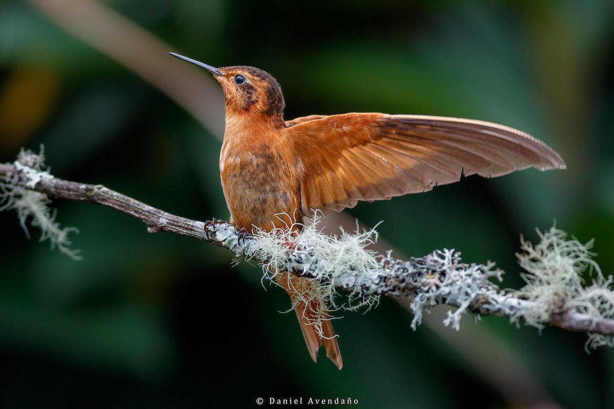 Shining Sunbeam - ML573589011