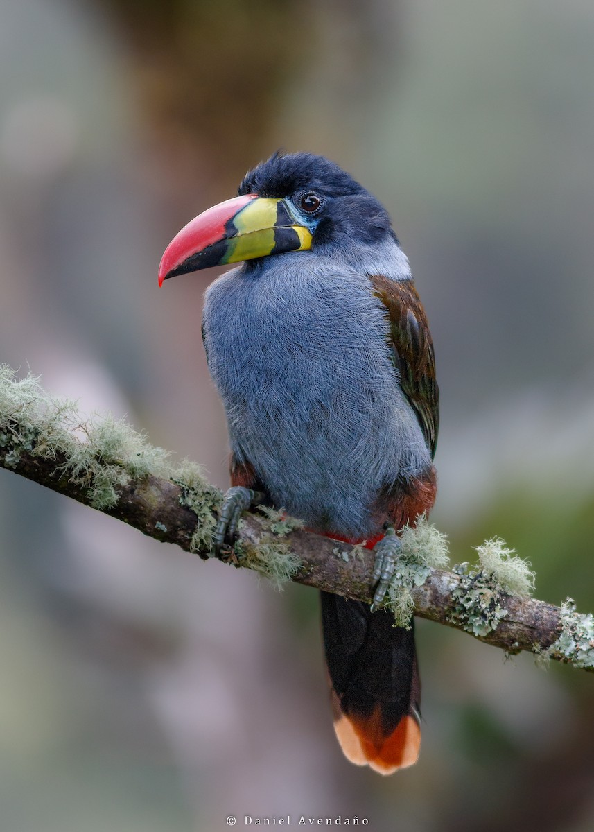 Gray-breasted Mountain-Toucan - ML573589191