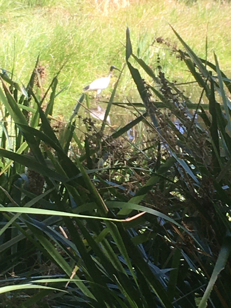 Australian Ibis - ML573589231
