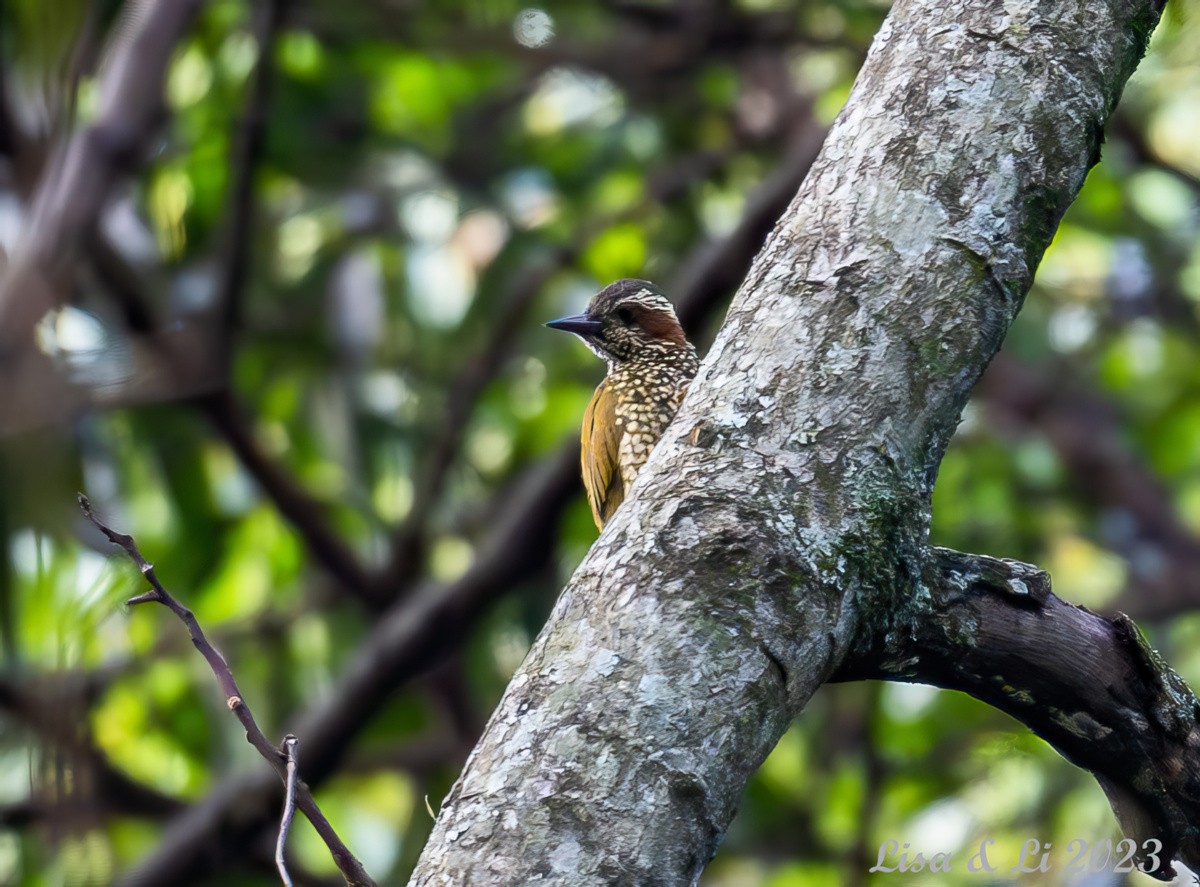 Brown-eared Woodpecker - ML573589271