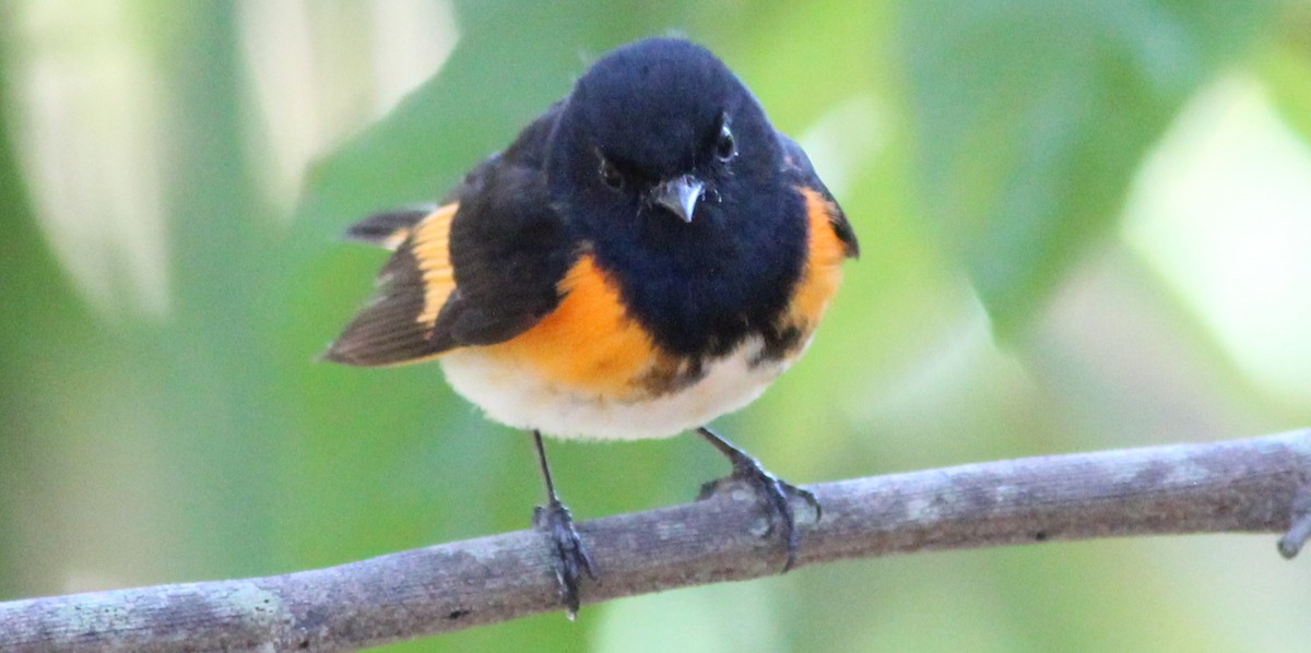 American Redstart - Gary Leavens