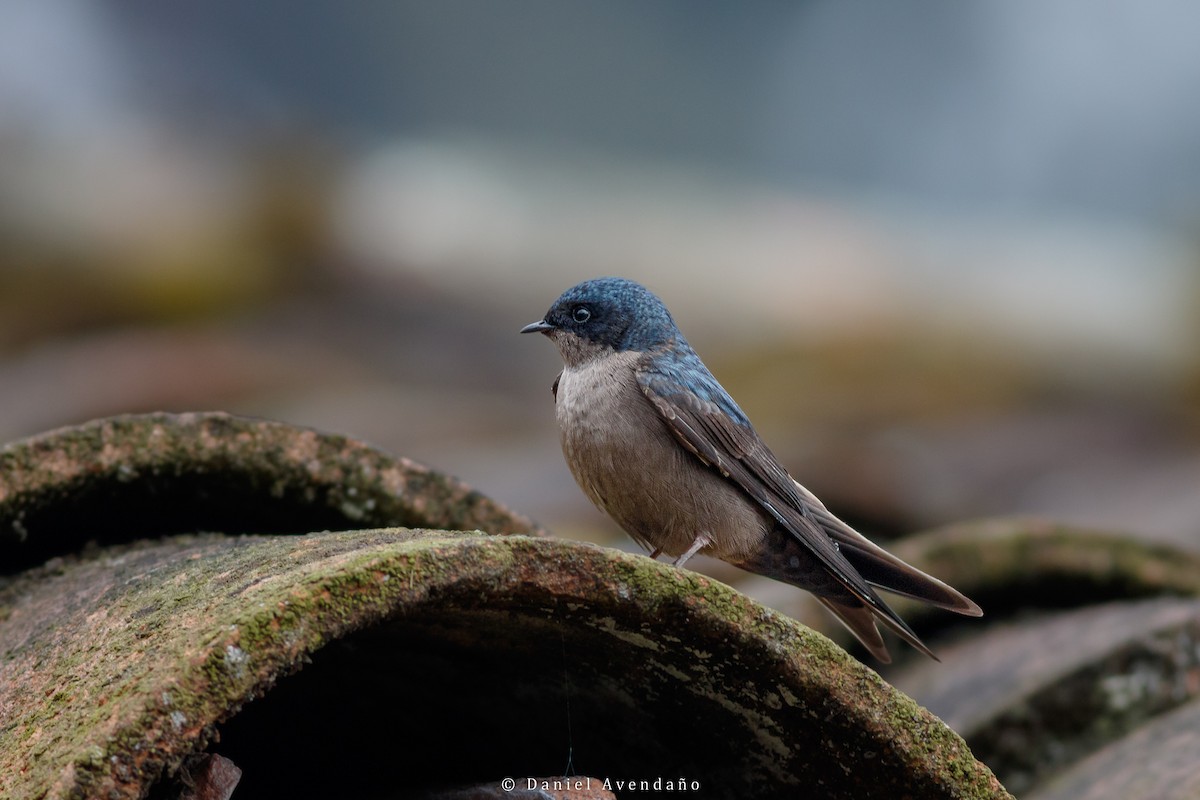 Brown-bellied Swallow - ML573589481