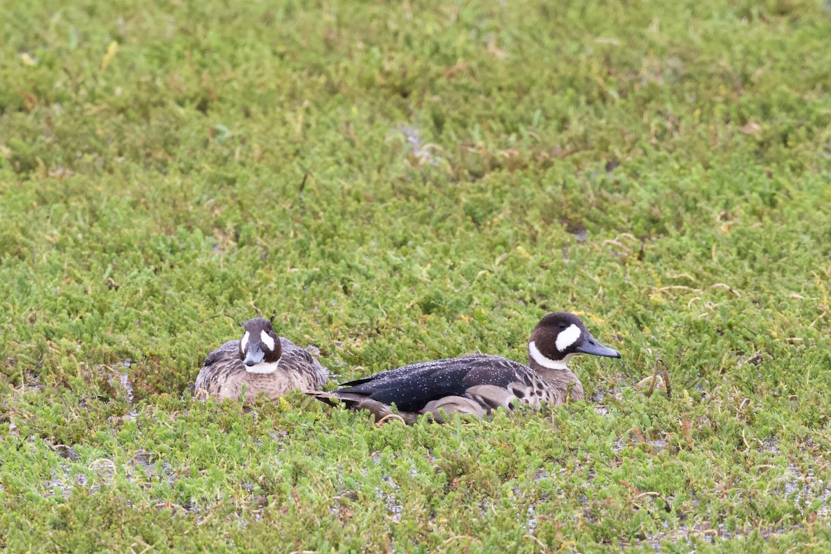 Spectacled Duck - Luciano Naka