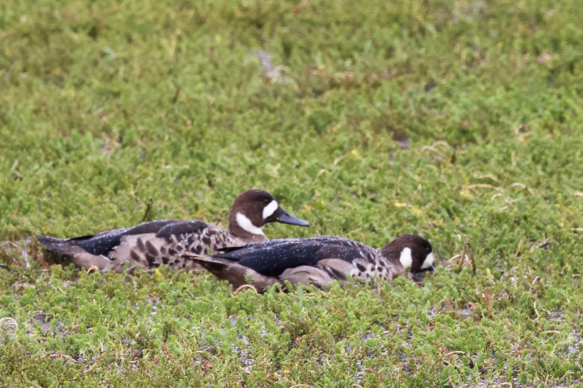 Spectacled Duck - Luciano Naka