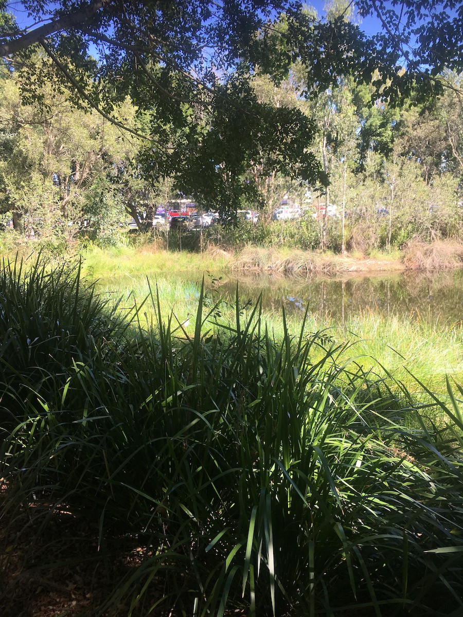 Australian Ibis - ML573589861