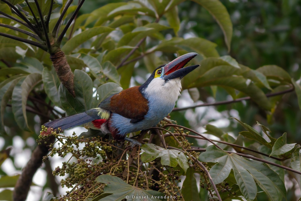 Black-billed Mountain-Toucan - ML573589891