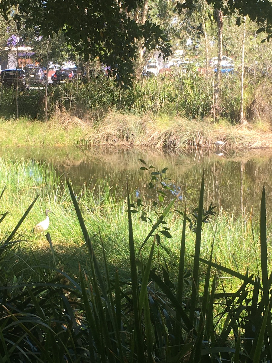 Australian Ibis - Stuart Nicholson