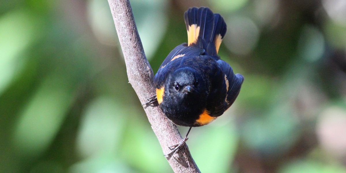 American Redstart - Gary Leavens