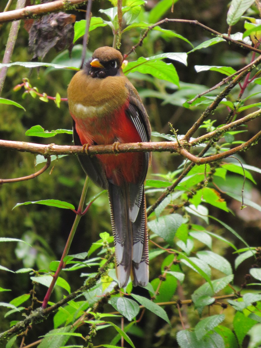 Masked Trogon - ML573590231