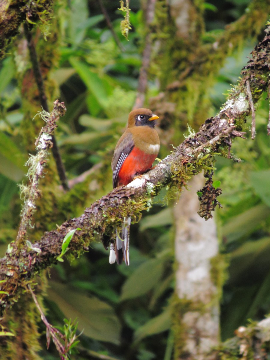 Masked Trogon - ML573590481