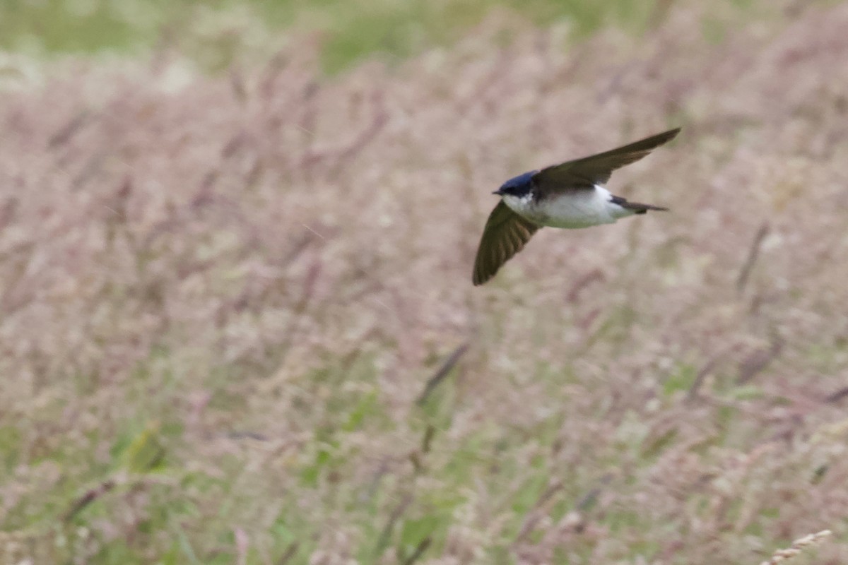 Chilean Swallow - ML573590541