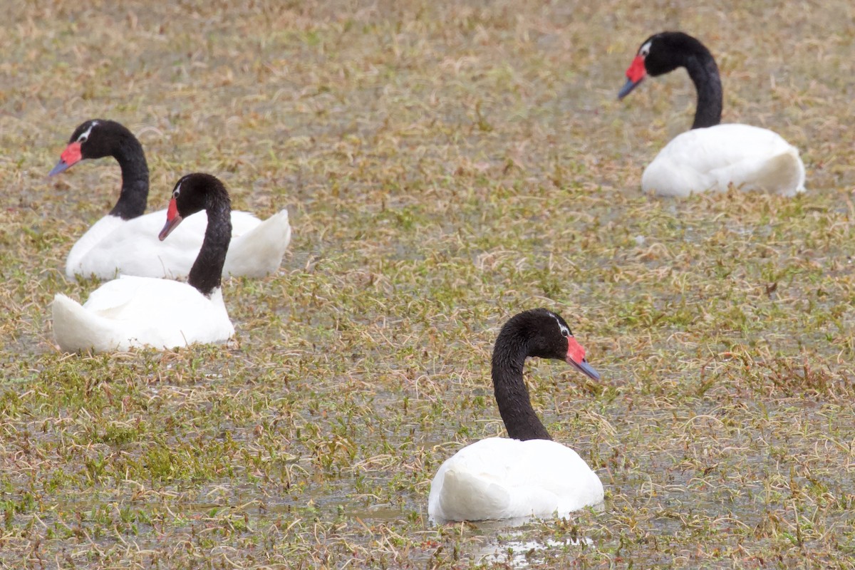 Black-necked Swan - Luciano Naka