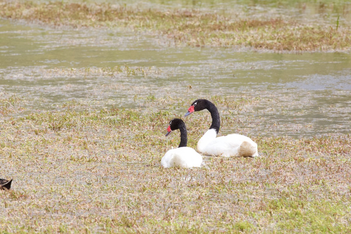 Black-necked Swan - Luciano Naka