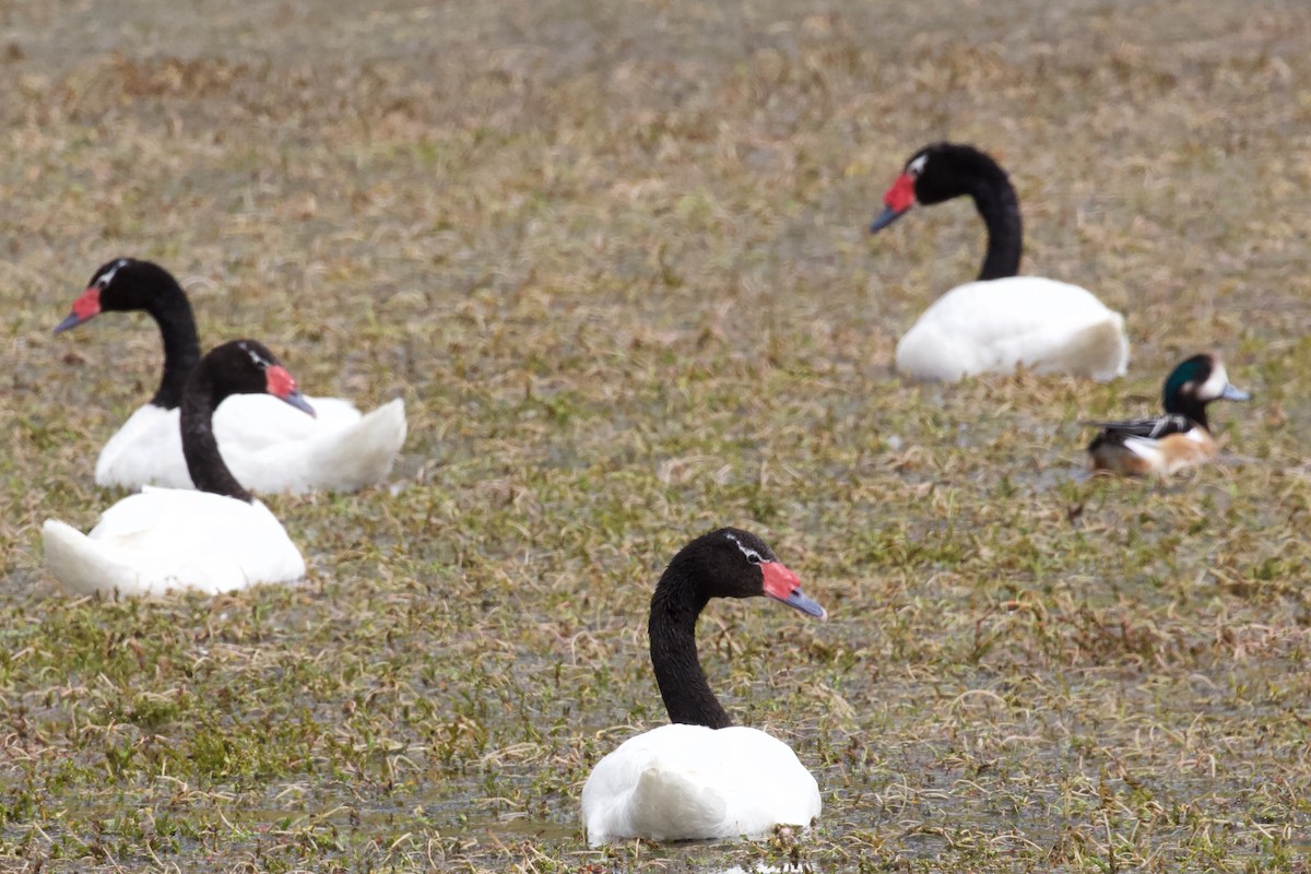 Black-necked Swan - Luciano Naka