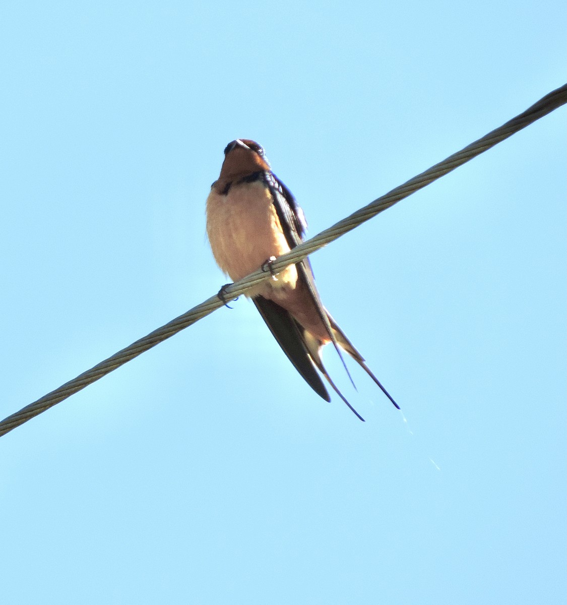 Barn Swallow - ML573591281