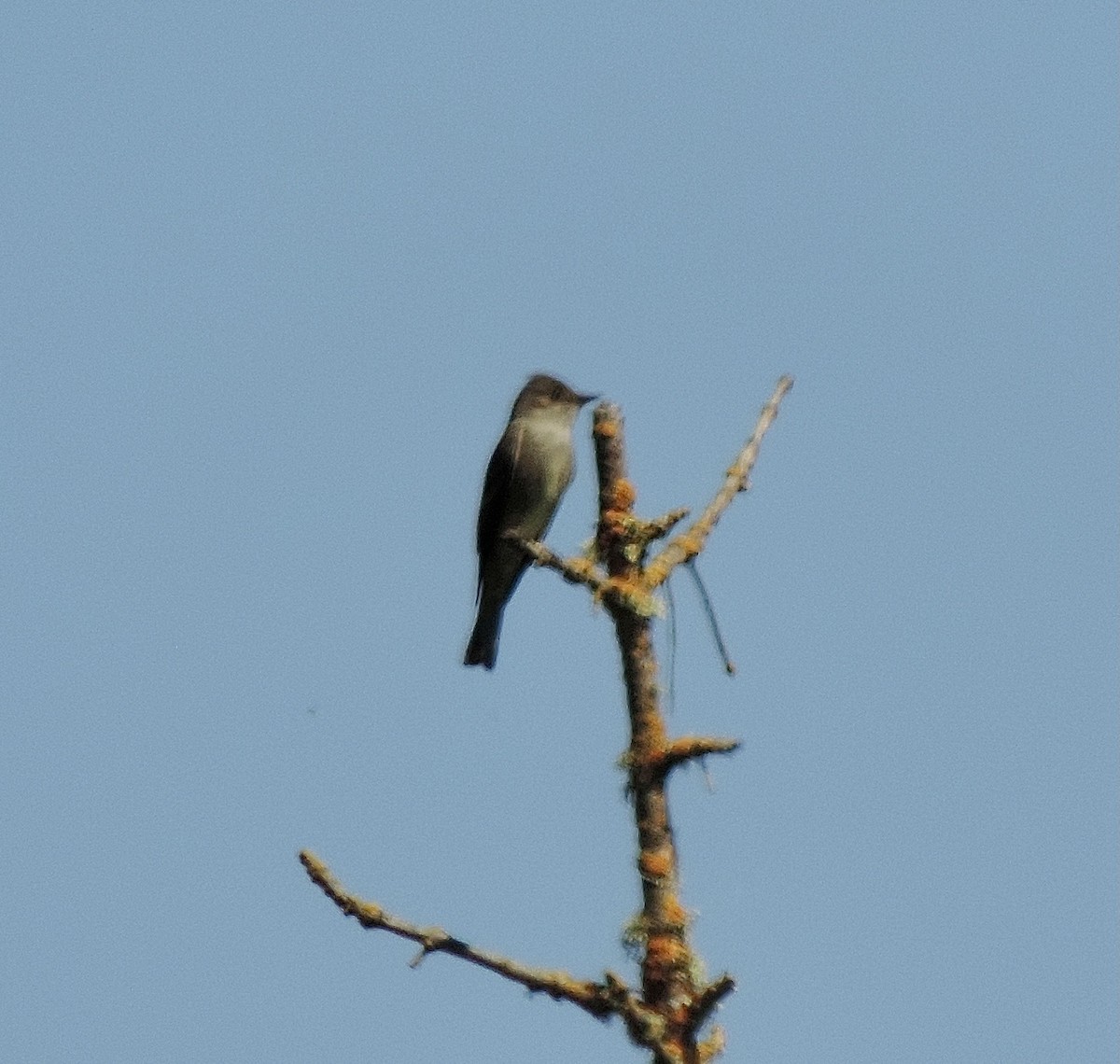 Western Wood-Pewee - ML573592271