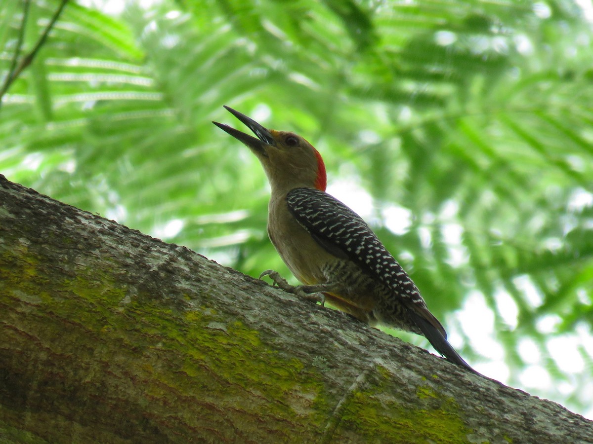 Golden-fronted Woodpecker - ML57359301