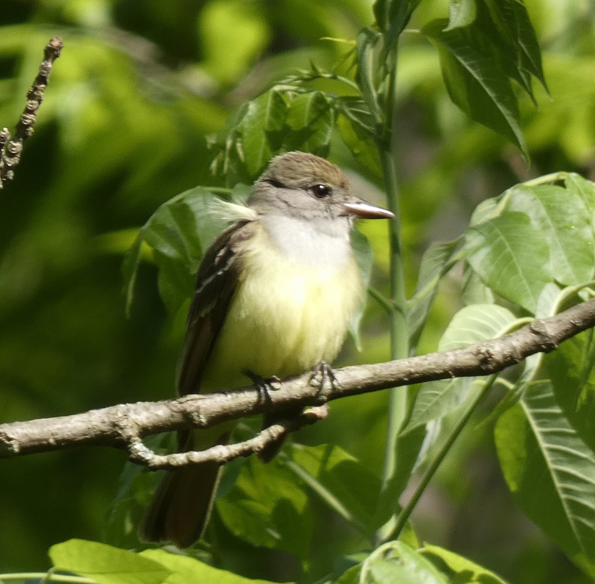 Great Crested Flycatcher - ML573593111