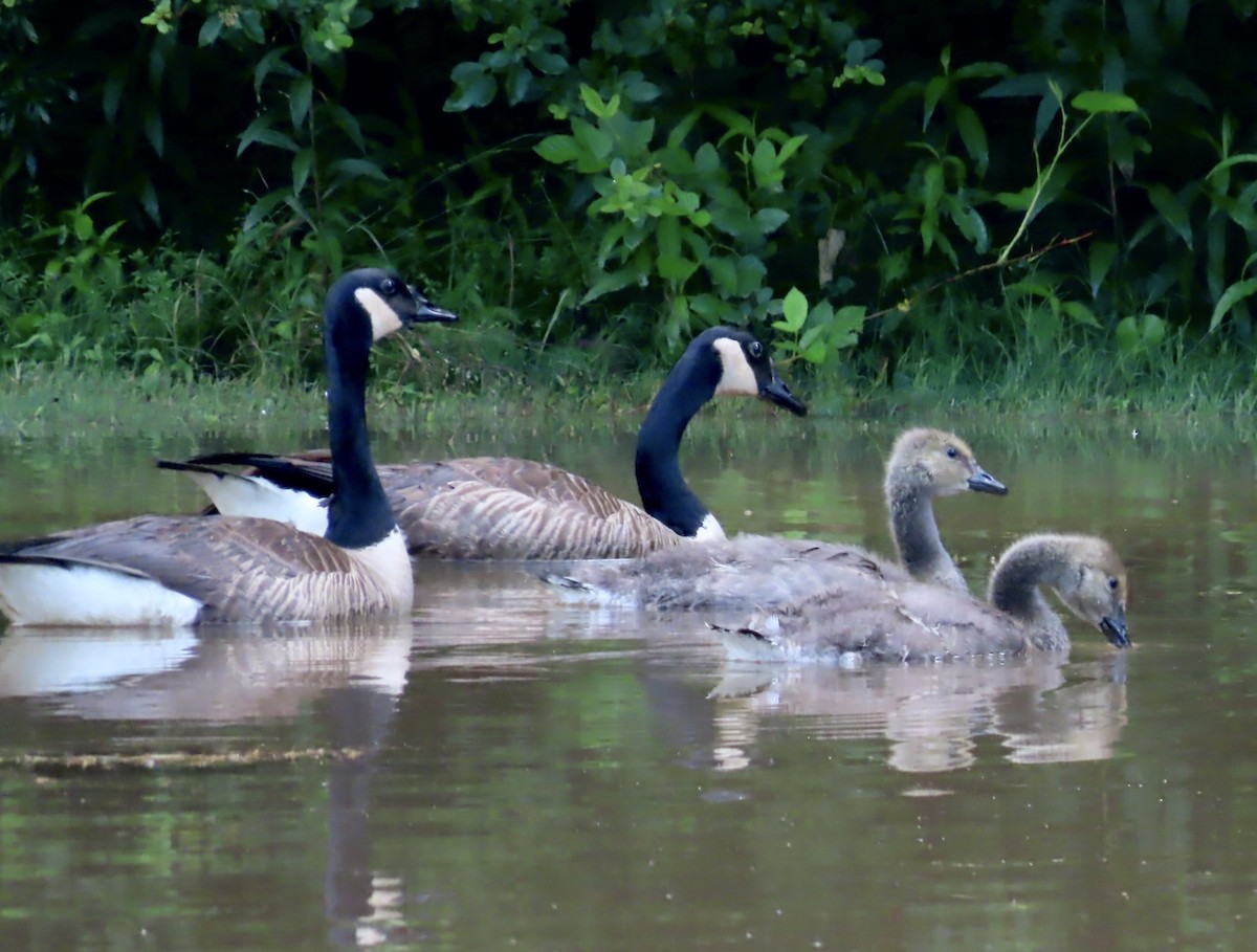 Canada Goose - ML573593861