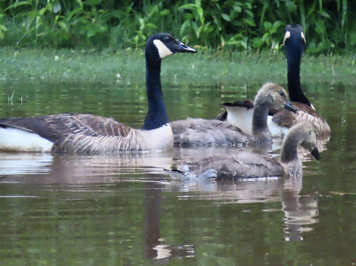 Canada Goose - ML573593881