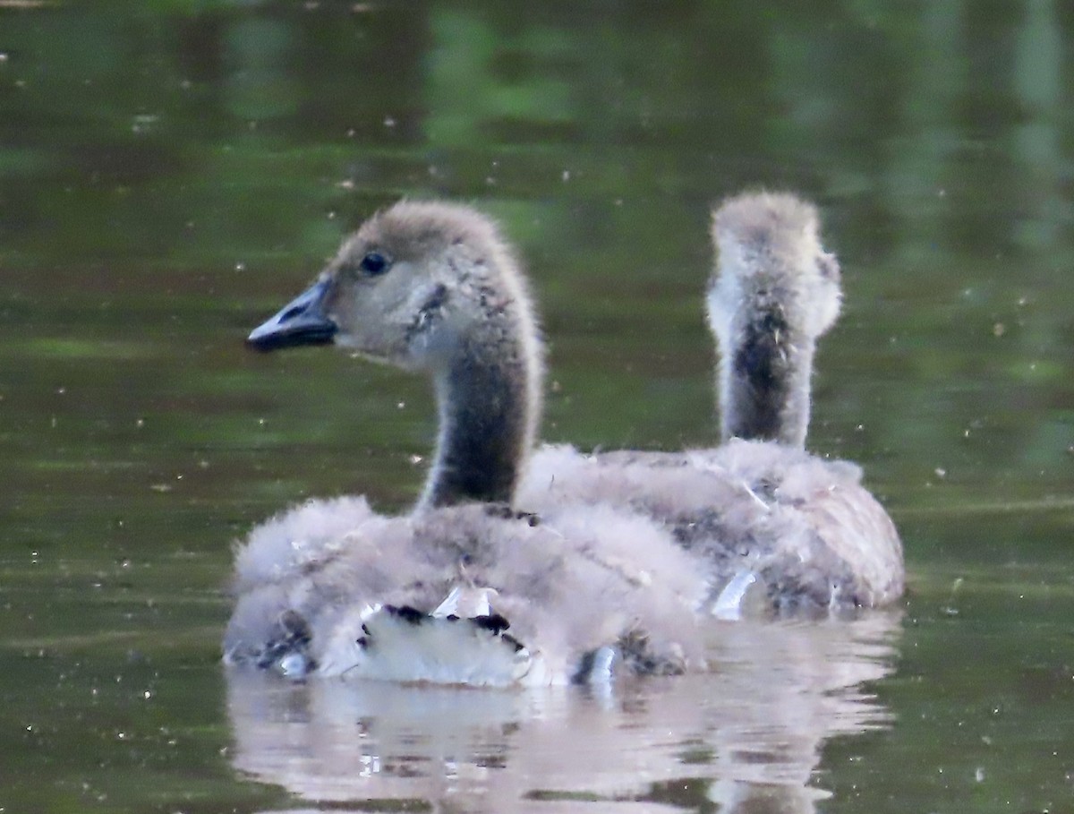 Canada Goose - ML573593891