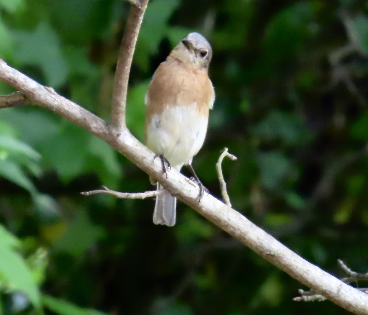 Eastern Bluebird - ML573594261