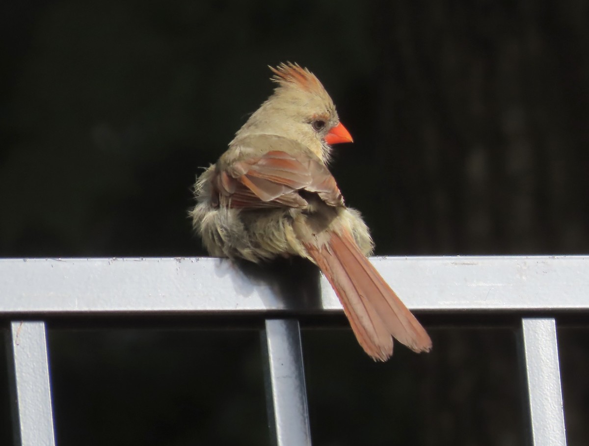 Northern Cardinal - ML573594531