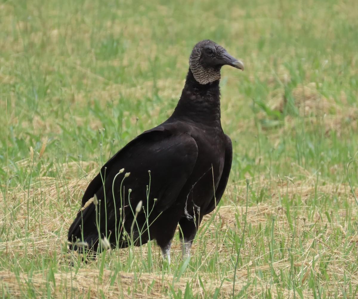 Black Vulture - Lawrence Zoller