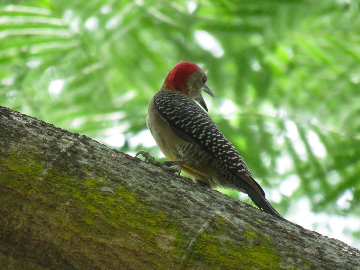 Golden-fronted Woodpecker - ML57359491