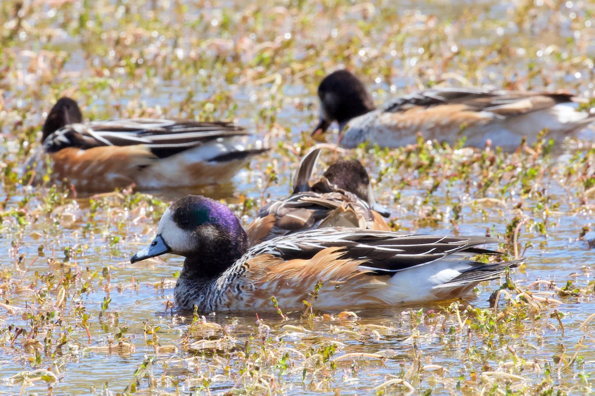 Chiloe Wigeon - ML573595071